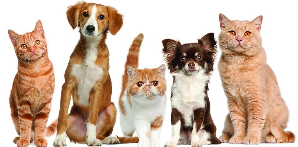 Доска объявлений о животных | ЗооТом - продажа, вязка и услуги для животных в Гудермесе