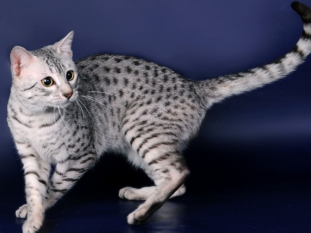 Породы кошек в Гудермесе | ЗооТом портал о животных