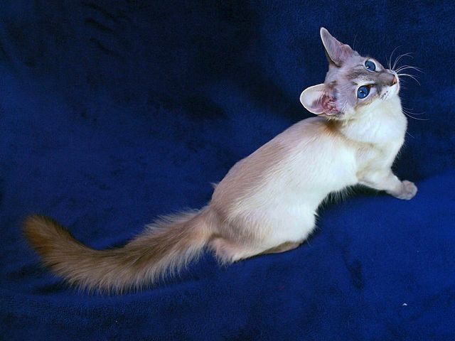 Выведенные породы кошек в Гудермесе | ЗооТом портал о животных