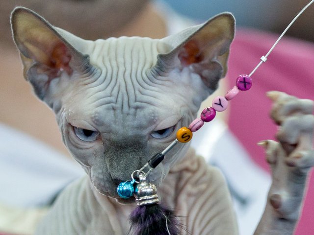 Выставки кошек в Гудермесе | ЗооТом портал о животных