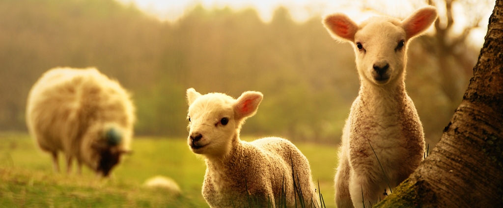 Объявления о сельскохозяйственных животных | ЗооТом - продажа, вязка и услуги для животных в Гудермесе