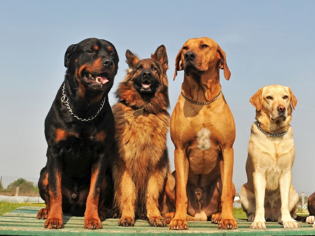 Крупные породы собак в Гудермесе | ЗооТом портал о животных